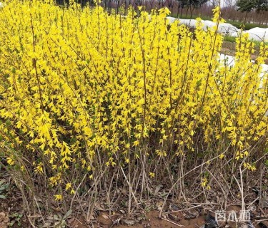 高度150厘米连翘