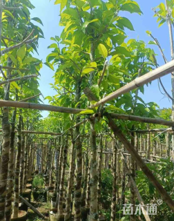 3公分白玉兰