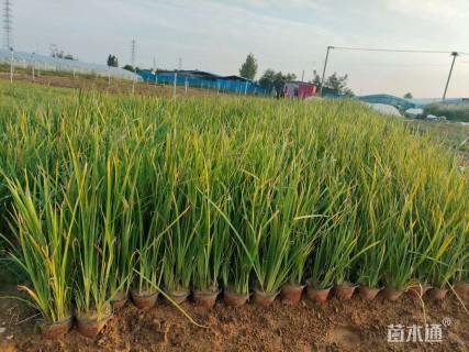 高度20厘米马莲