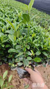 高度30厘米大叶栀子