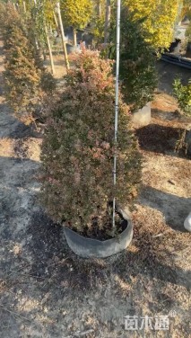 高度100厘米小丑火棘