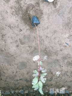 高度50厘米红瑞木