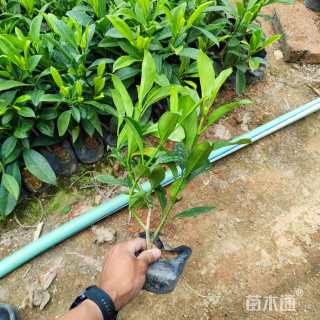 高度30厘米非洲茉莉