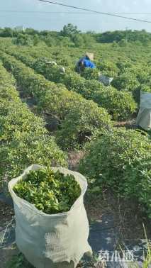 冠幅100厘米海桐球