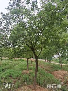 11公分多杆朴树