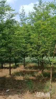 9公分水杉