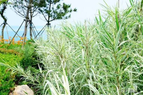 高度35厘米芦竹