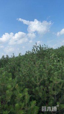 高度240厘米白皮松