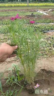 高度20厘米波斯菊