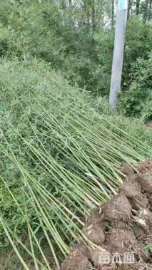 地栽苗青皮竹