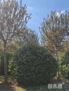 120厘米扶芳藤球