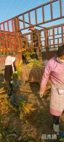 高度50厘米金叶女贞
