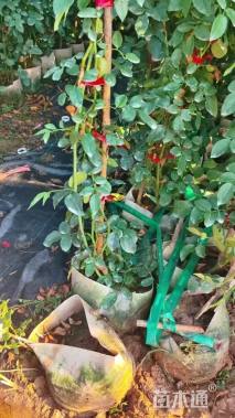 高度250厘米月季