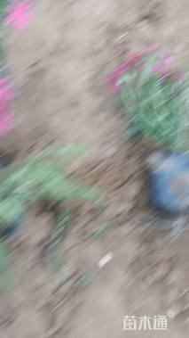 高度15厘米丛生福禄考