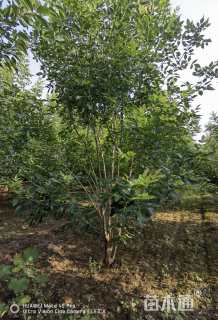 高度700厘米丛生白蜡