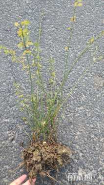 高度60厘米迎春花
