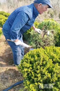 冠幅80厘米龙柏球