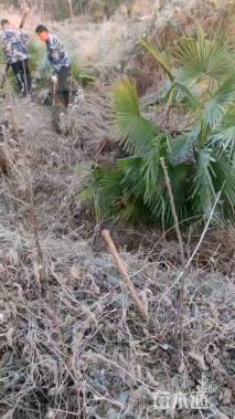 裸干高500厘米棕榈