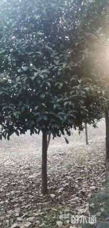 15公分八月桂