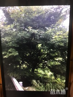 18公分中国红枫