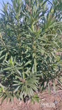 高度160厘米夹竹桃