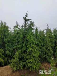 原生苗北非雪松