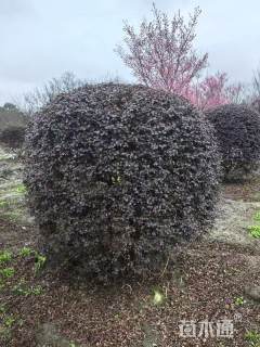 冠幅100厘米红继木球