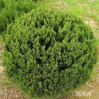 冠幅100厘米龙柏球