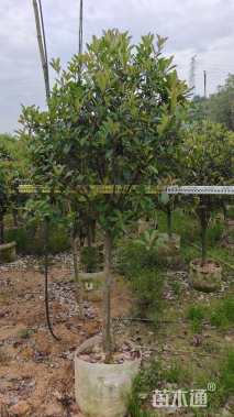 5公分高杆红叶石楠