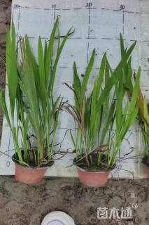 高度60厘米火星花