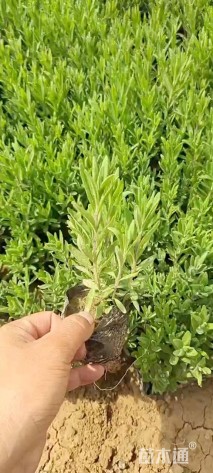 高度18厘米薰衣草