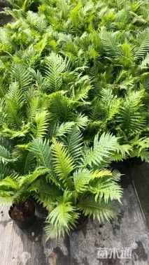 高度60厘米杜鹃