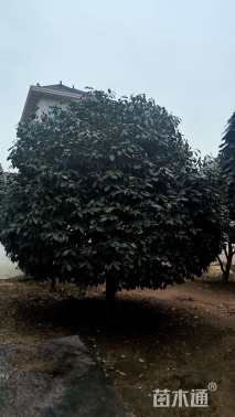 高度380厘米茶花