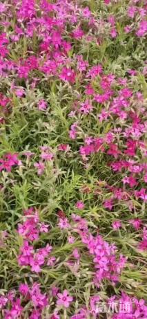 高度5厘米福禄考