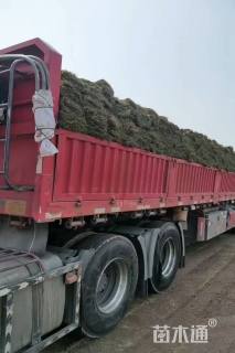 草卷状百慕大草