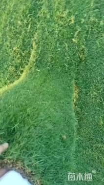 草卷状百慕大草