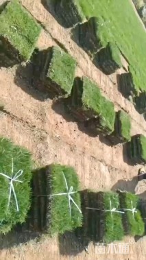 草块状马尼拉草