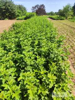 高度30厘米天目琼花