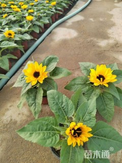 高度18厘米向日葵
