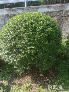 冠幅150厘米金禾女贞球