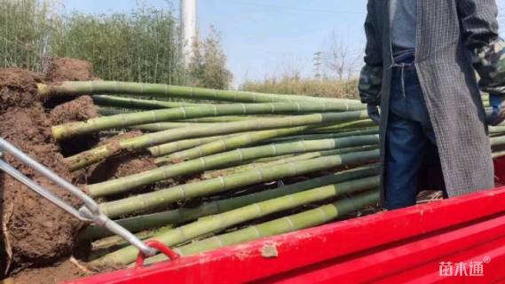 地栽苗金镶玉竹