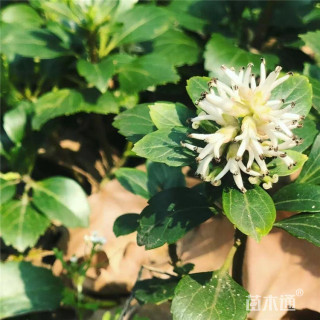 高度20厘米富贵草