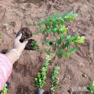 高度45厘米金冠黄杨