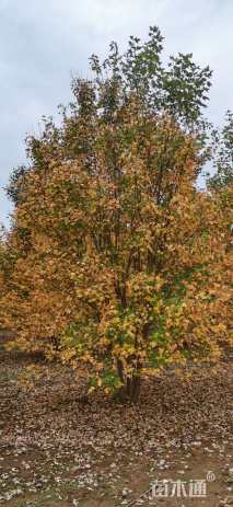 高度300厘米丛生美国红枫