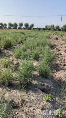 高度70厘米细叶芒