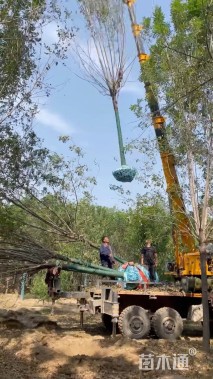 12公分金叶白蜡