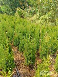 高度110厘米塔柏