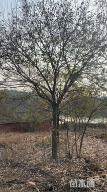 15公分朴树