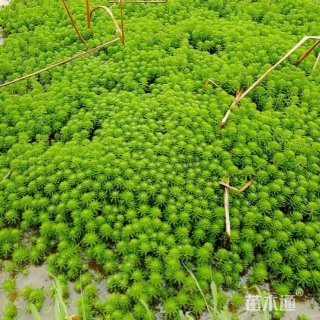 高度20厘米狐尾藻