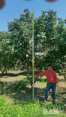 高度300厘米黄皮